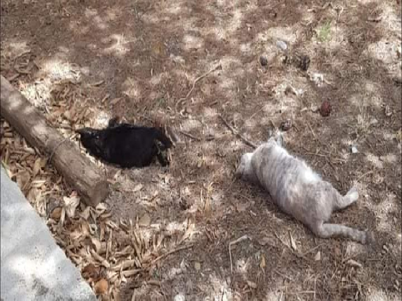 Choc a San Sperate: “Gattini di colonia uccisi brutalmente da un gruppo di ragazzi”