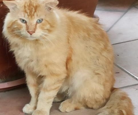 Sos a Radio Zampetta: gattone abbandonato a Cagliari, si cerca uno stallo per adozione del cuore