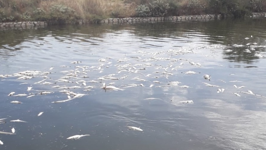 Cagliari, moria di pesci nel canale di Terramaini: “Uno scempio”