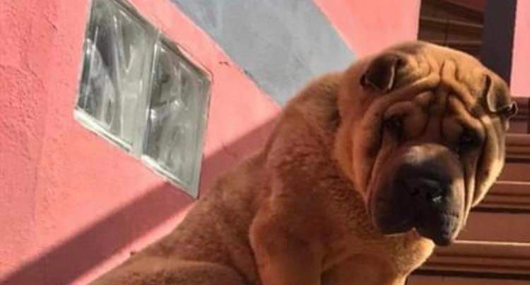 L’sos da Selargius: “Aiutateci a ritrovare Zen, qualcuno potrebbe averlo rubato”