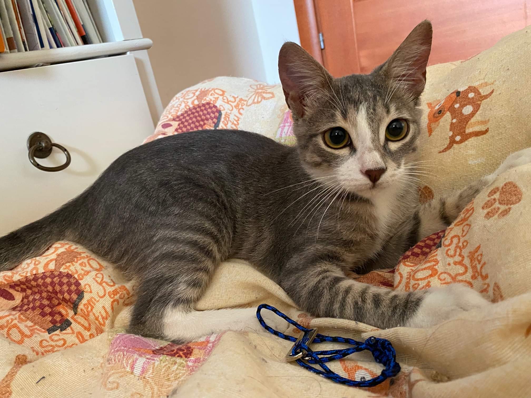 Radio Zampetta Sarda: una famiglia per il piccolo Scrich