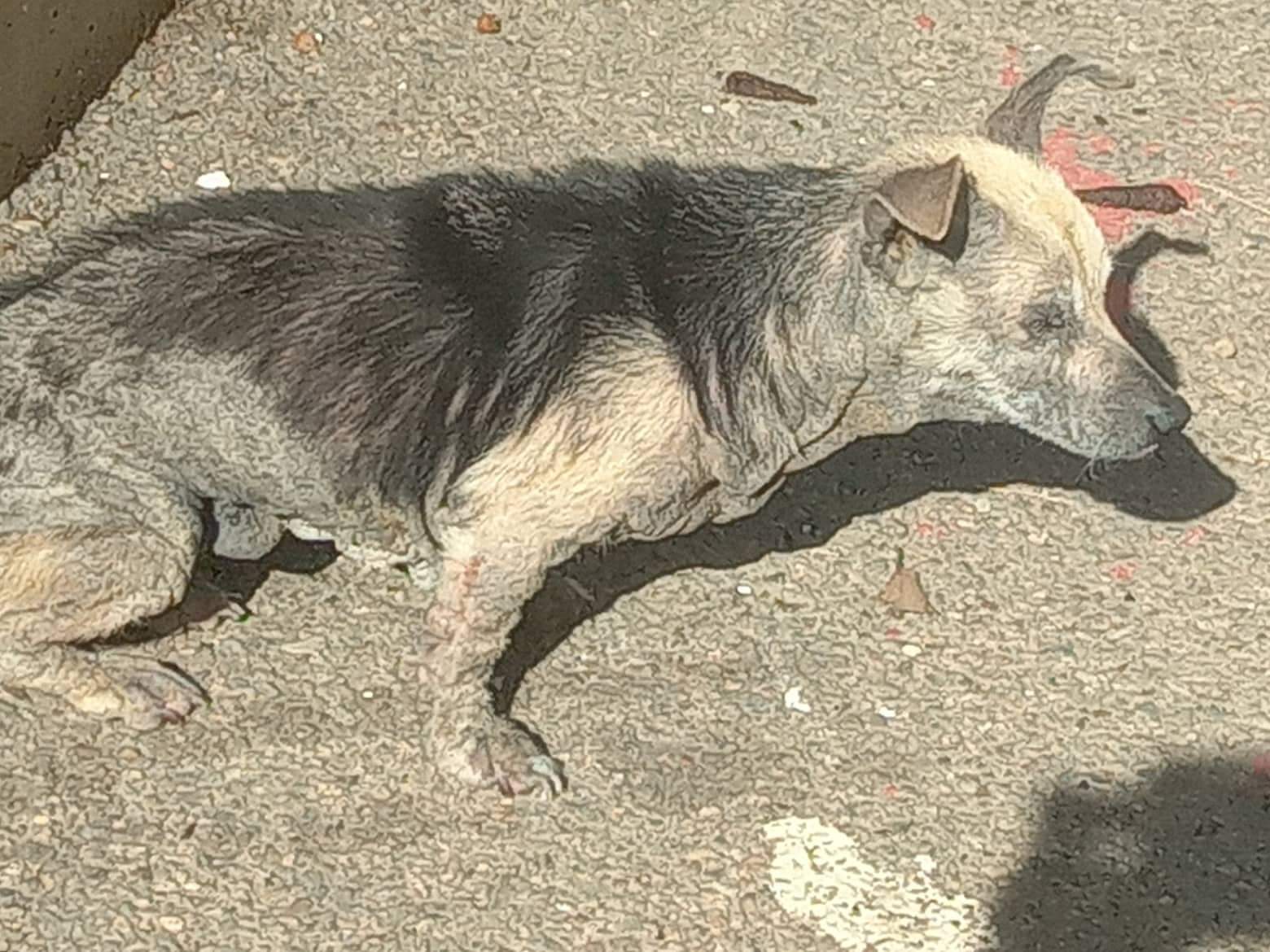 “Una raccolta fondi per curare Maya”: l’appello a Radio Zampetta Sarda