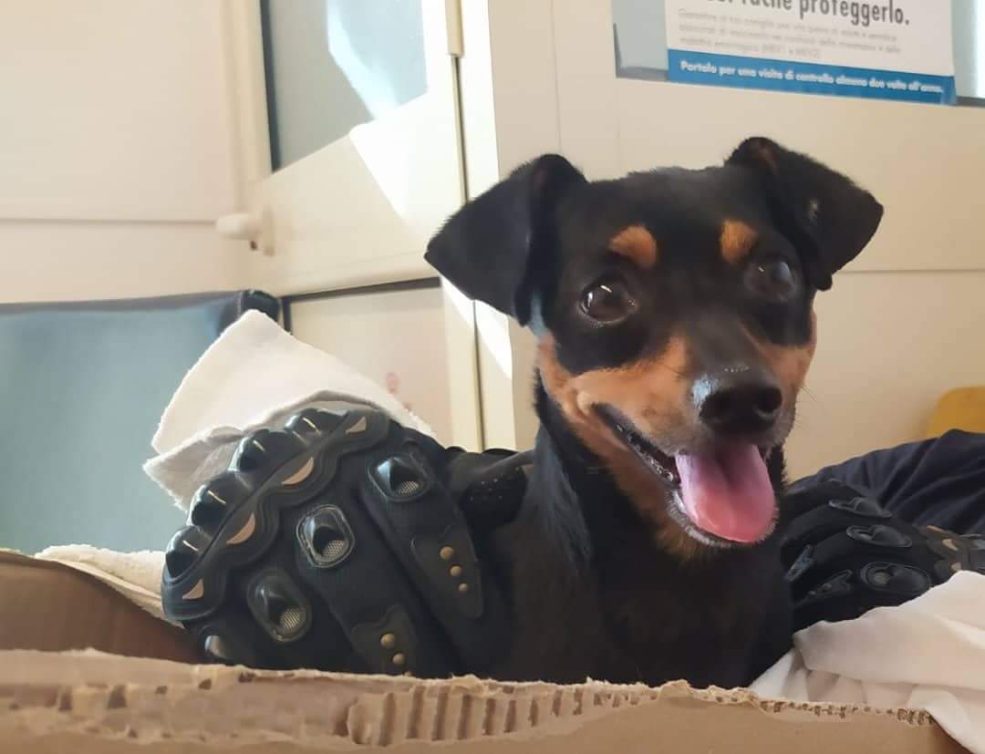 Radio Zampetta Sarda, recuperato un cagnetto nella 125 a Castiadas: qualcuno la riconosce?