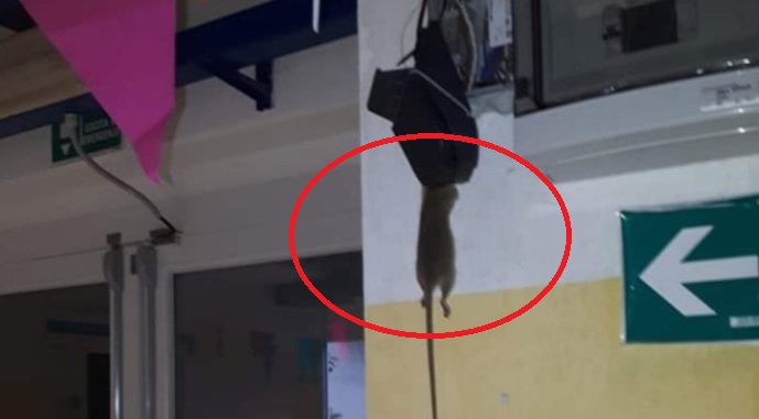 Quartu, i topi più forti della derattizzazione: nuovamente sbarrata la scuola di via dei Nasturzi