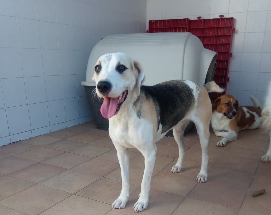 Un nome, una garanzia: la piccola meticcia Diva aspetta i nuovi padroni al canile di Cagliari