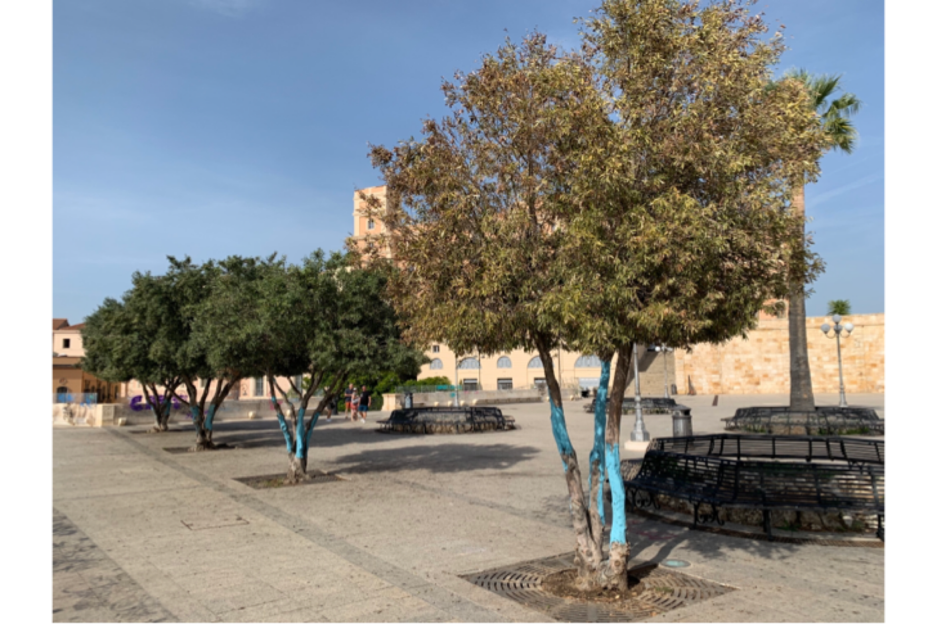 I vandali distruggono 5 ulivi al Bastione di Cagliari, disinfestazione d’urgenza