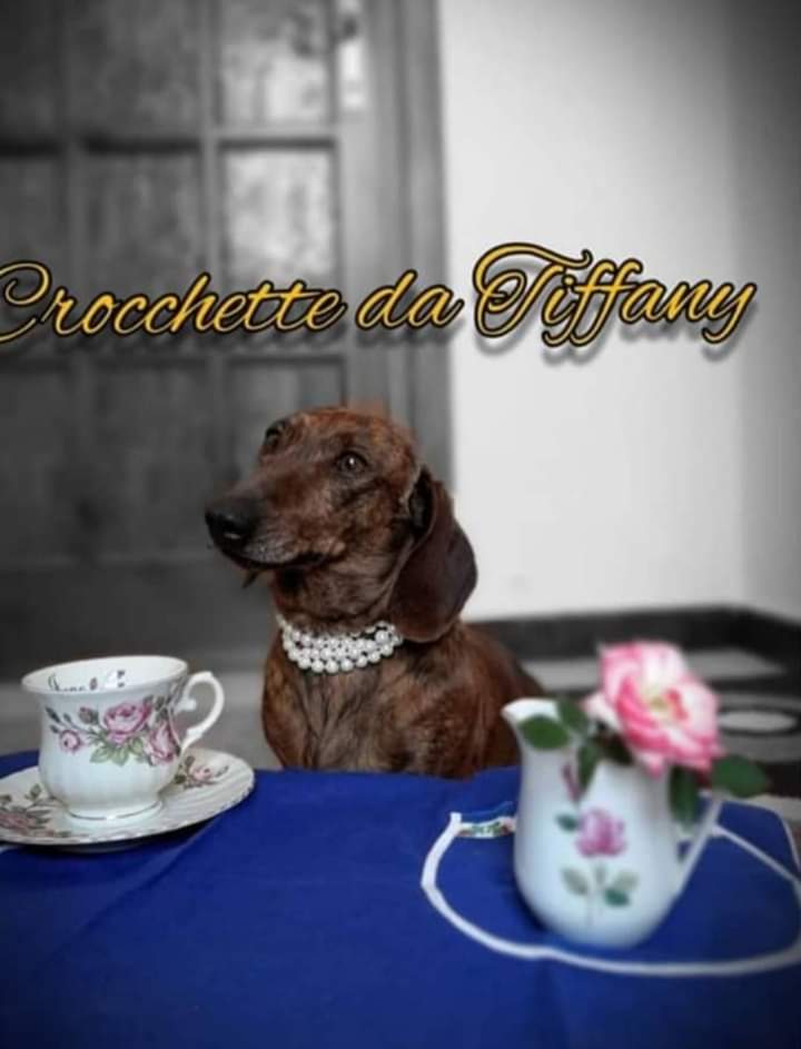 Diamante, dove sei finita? “Vi prego, aiutateci a ritrovare la nostra dolce bassotta tigrata”