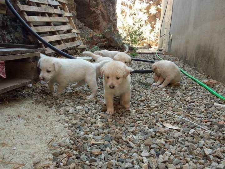 Appello a Radio Zampetta Sarda, adozione o stallo per due cuccioli a Cagliari