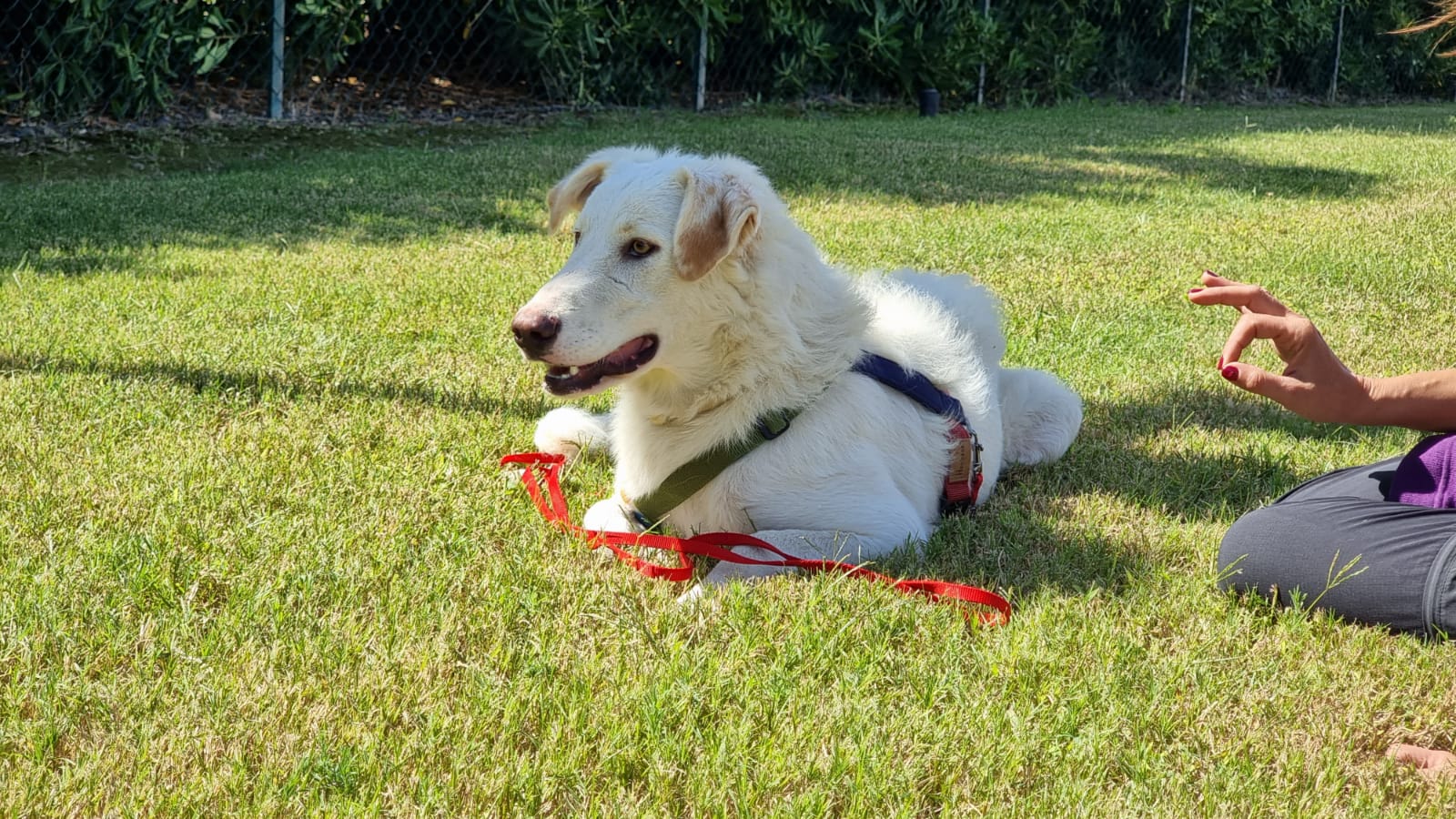 Radio Zampetta Sarda: la giocherellona Holly aspetta una famiglia