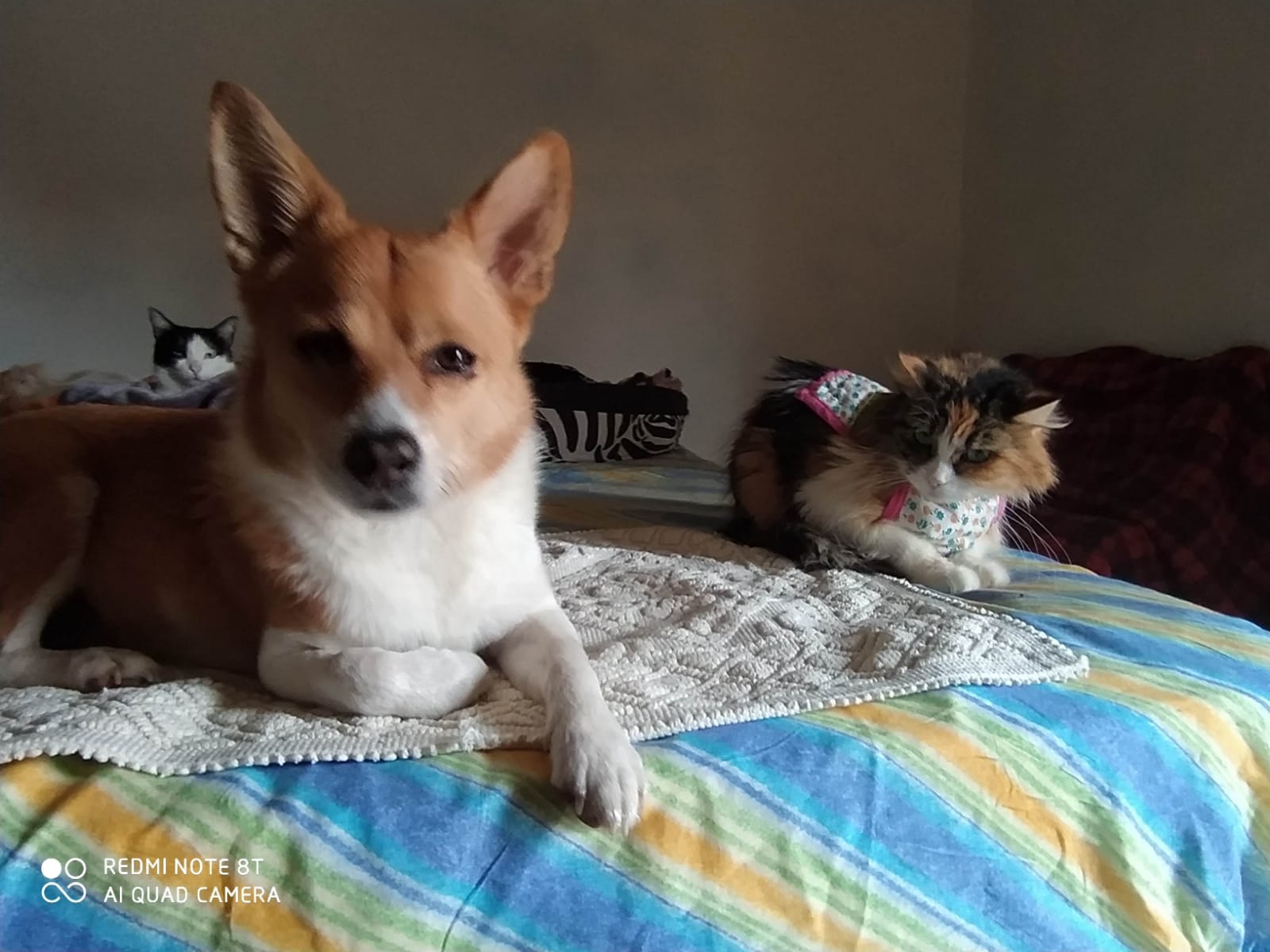 Sos a Radio Zampetta Sarda, Happy ha bisogno di un intervento chirurgico