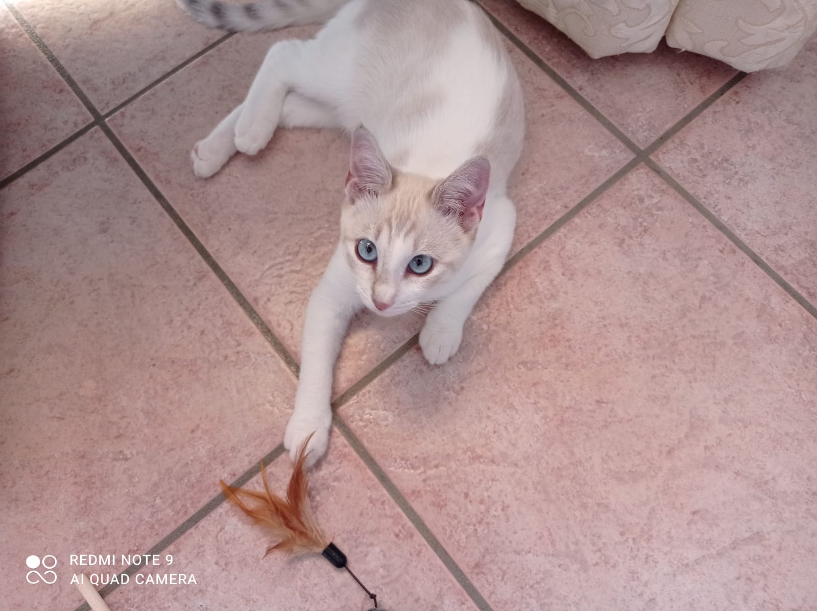 Appello a Radio Zampetta Sarda: un’adozione del cuore per la piccola Cicita