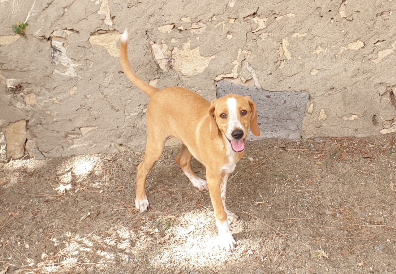 Adotta un cane dal canile di Cagliari: Boogie, meticcio di segugio cerca casa