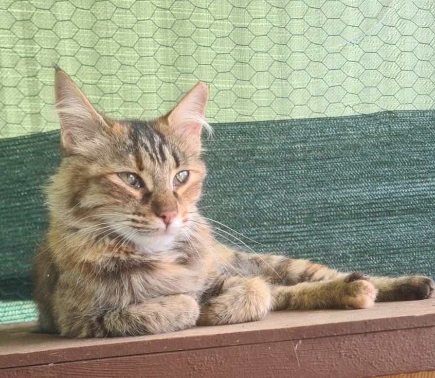 Qualcuno riconosce questa dolce gattina smarrita a Quartu in zona via della Musica?