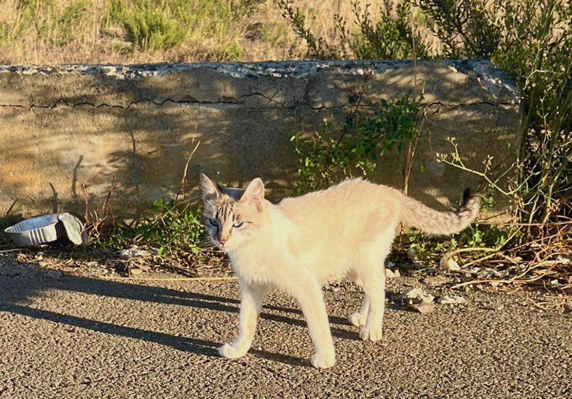 Radio Zampetta Sarda, cercasi adozione per un gatto abbandonato sulla Ss 131