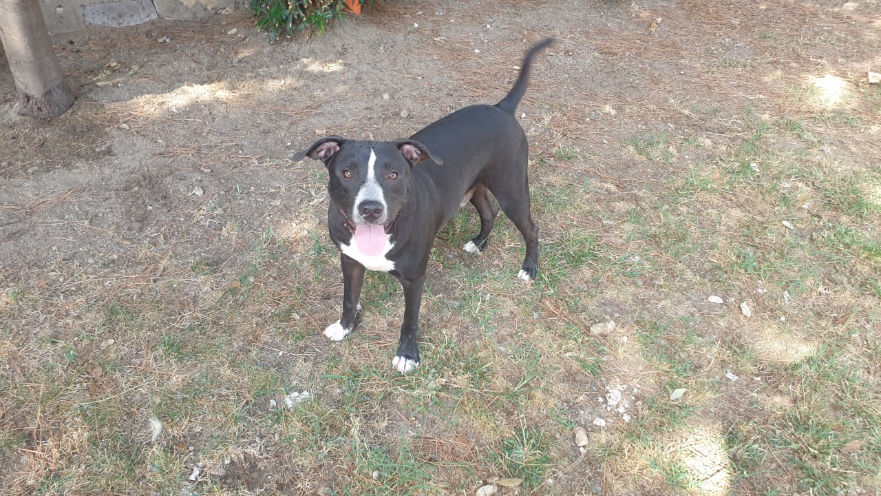 Adotta un cane dal canile di Cagliari: l’affettuoso Junior aspetta una famiglia