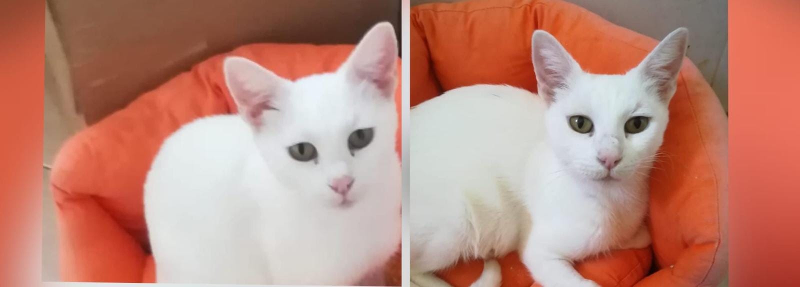 Abbandonata e aggredita dai gatti del quartiere: la dolce gattina Bianca, cerca una famiglia per la vita