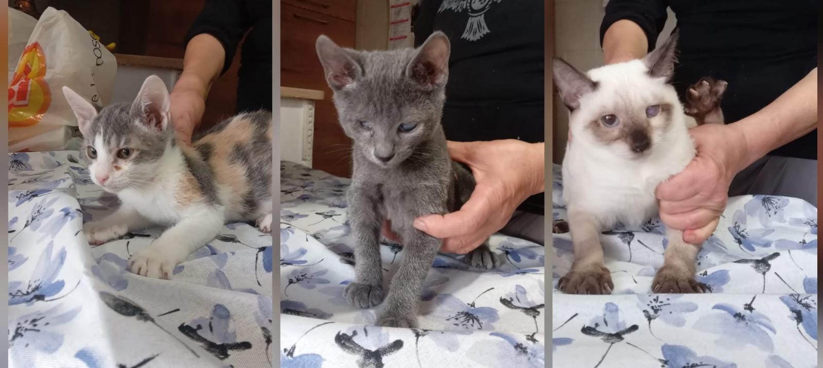 Sos a Radio Zampetta Sarda: recuperati 3 micini a Quartu, si cerca adozione del cuore