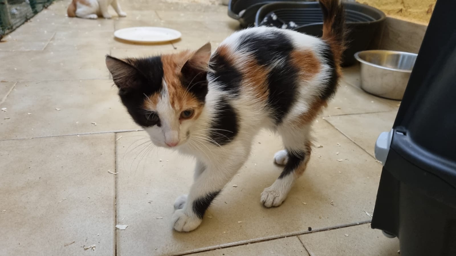 Prima cucciola salvata a Is Mirrionis, sos a Radio Zampetta Sarda