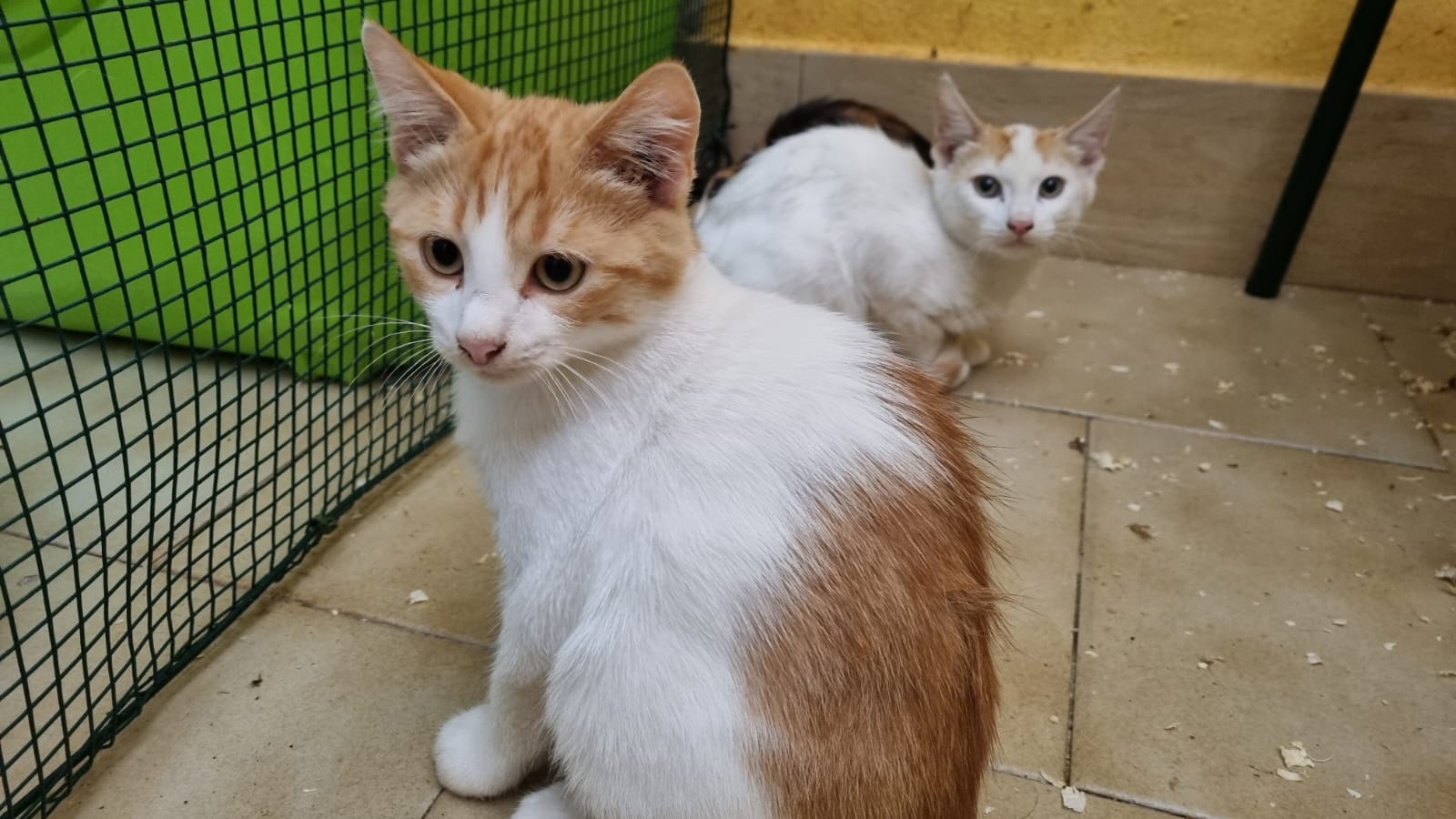 Sos a Radio Zampetta Sarda, il dolcissimo Carlito merita l’affetto di una famiglia