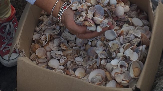 Villasimius, ladri di sabbia scatenati: quest'estate rubati 900 kg di conchiglie e sassolini