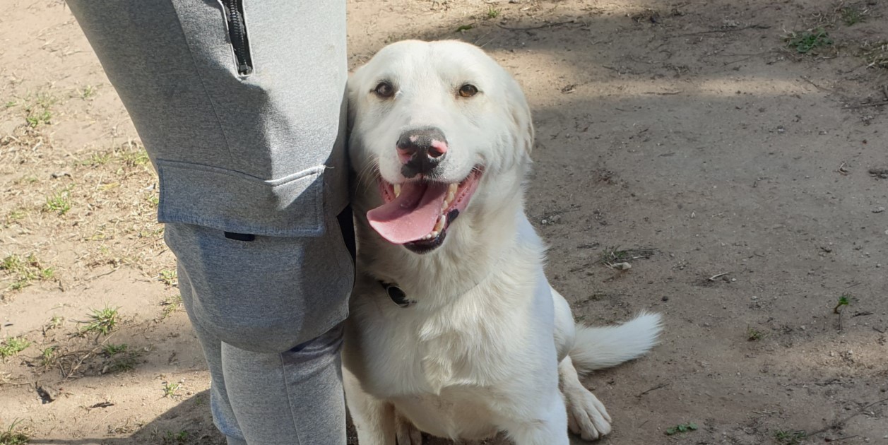 Adotta un cane dal canile di Cagliari: Golia vi aspetta per un’adozione del cuore