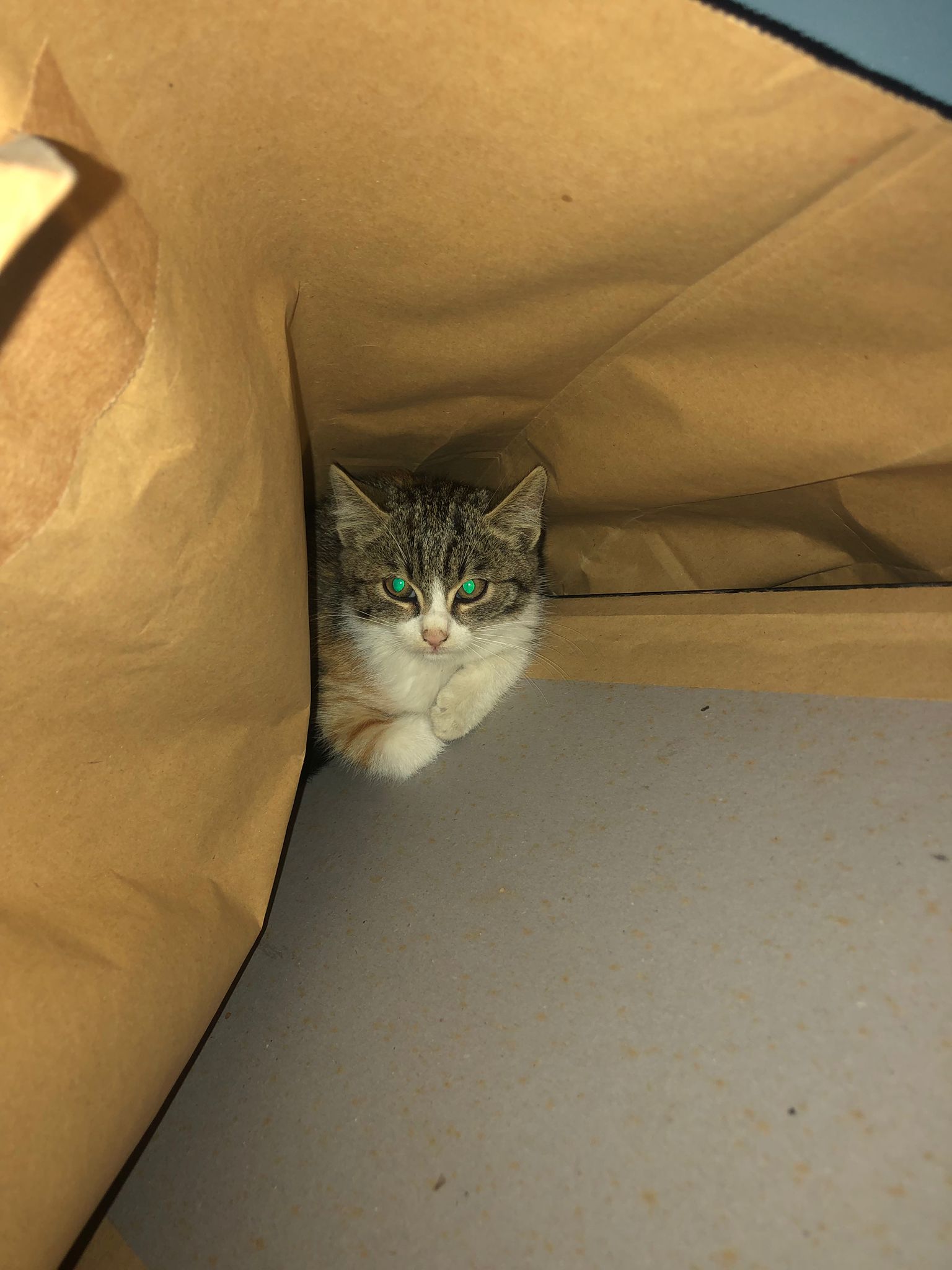 Sos a Radio Zampetta Sarda: “Micino di 2 mesi cerca casa, aiutiamolo”