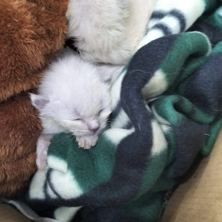 Sos a Radio Zampetta Sarda, cercasi balia per 2 gattini abbandonati in una busta di plastica