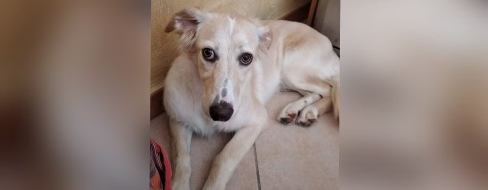 Radio Zampetta Sarda: al via le ricerche per Kira, scomparsa ad Assemini