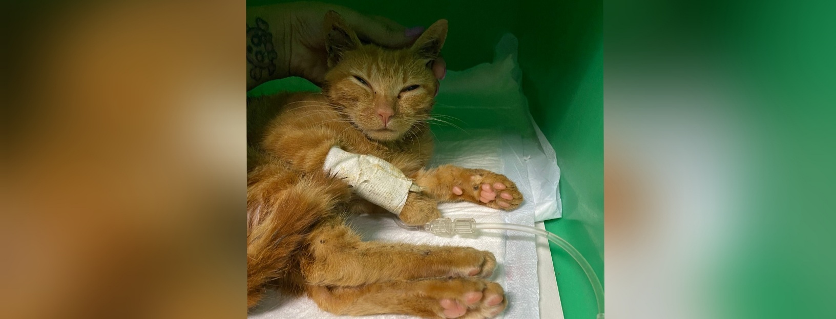 Mielino recuperato in strada a Cagliari con problemi neurologici, aperta raccolta fondi