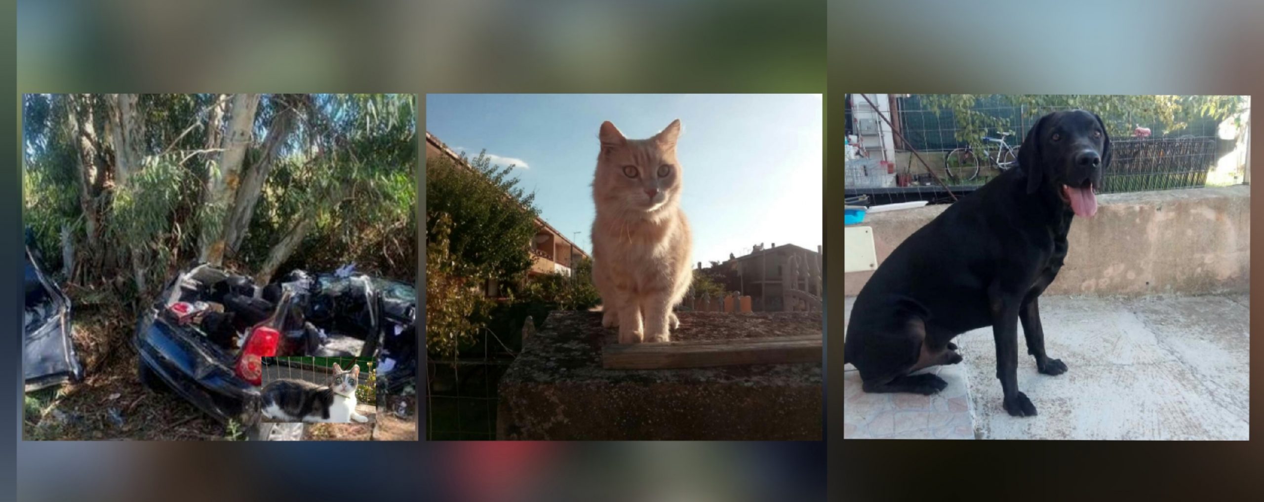 Il padrone muore in un incidente stradale, sos per 2 gatti e 1 cane a Radio Zampetta Sarda