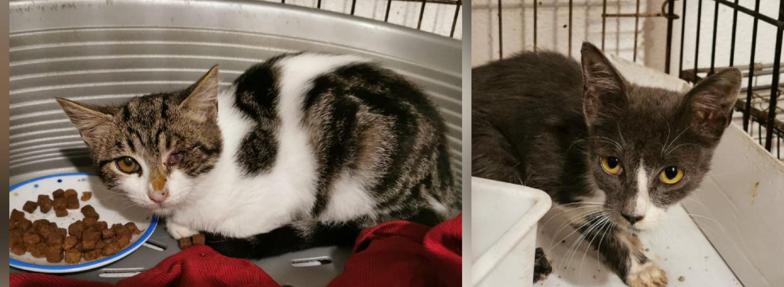 Adozione del cuore per due micine di Calamosca, desiderose di una vita piena di amore