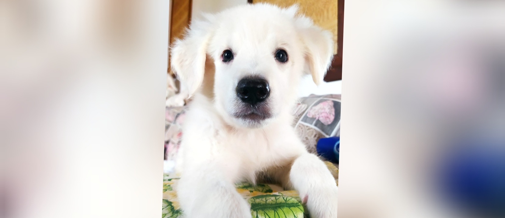 Radio Zampetta Sarda: cercasi casa per Artù, concentrato di tenerezza