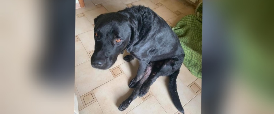 Aiutiamo Jack, ha solo 3 anni e il padrone lo vuole sopprimere