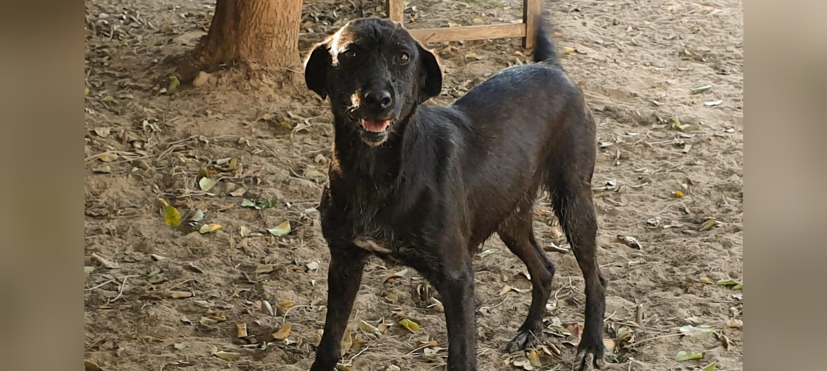 Fuky la cagnolina dagli abbracci affettuosi aspetta un padrone a Cagliari
