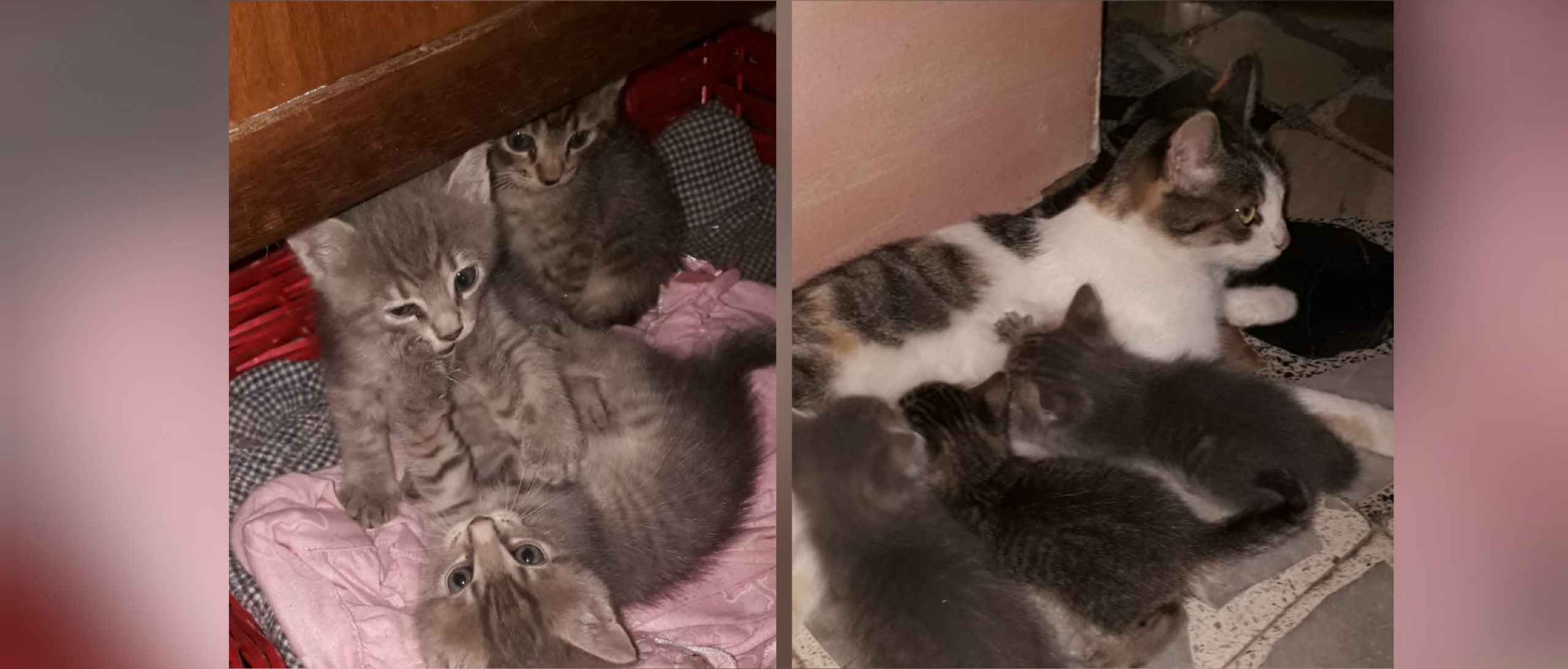 Tre micini bellissimi a Cagliari cercano adozione: la mamma ha dodici mesi