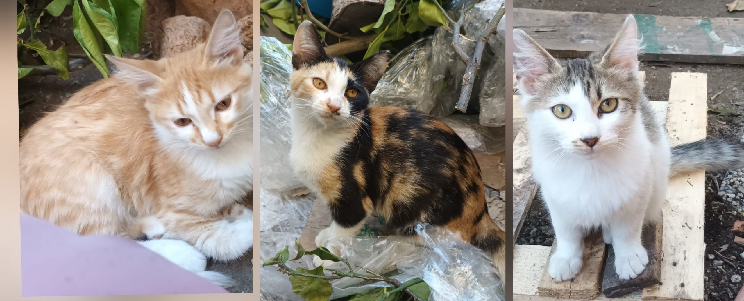 Appello del cuore di Valentina per 6 gattini orfani di due mesi e mezzo, aiutiamoli!