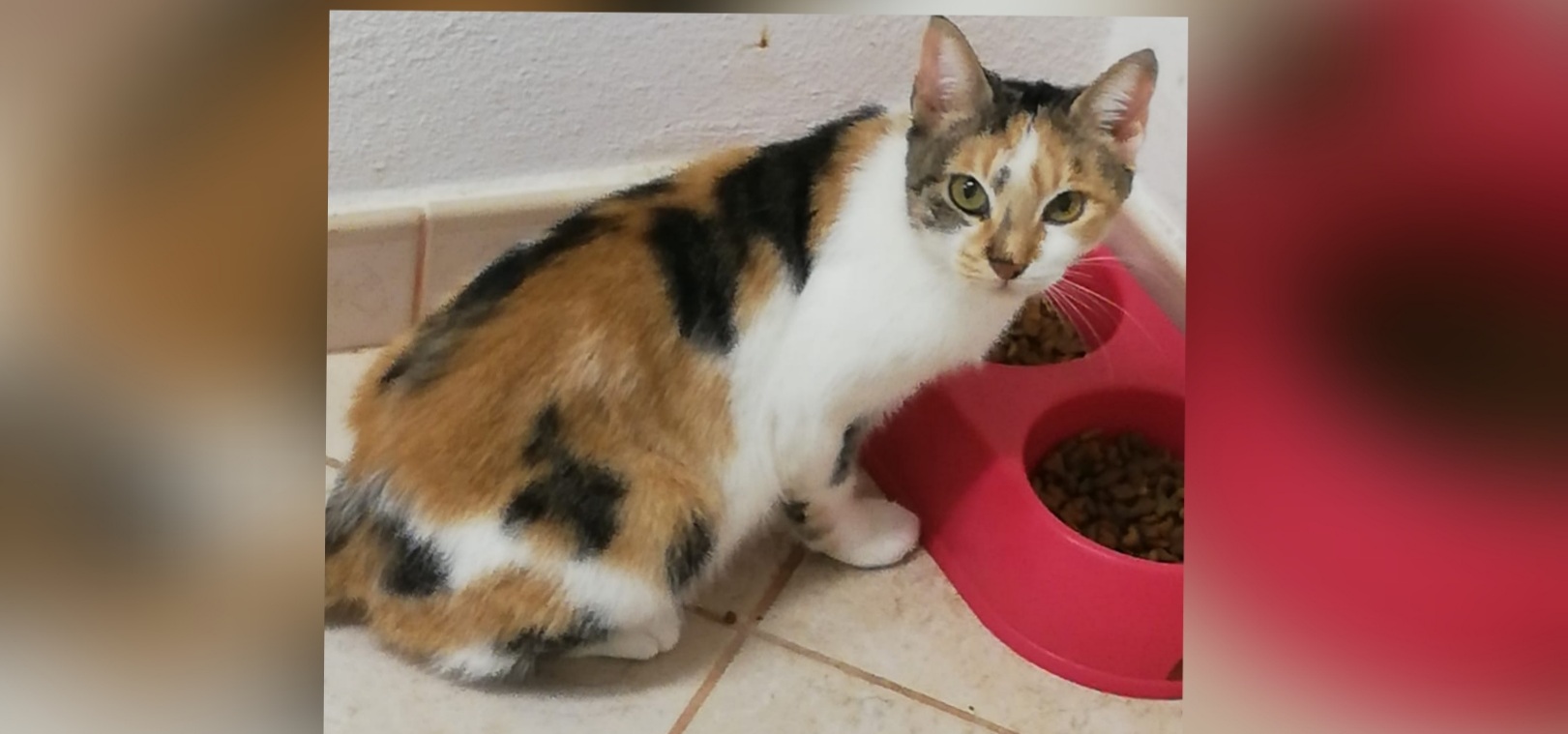 Adozione del cuore per la dolcissima Makkia: appello a Radio Zampetta Sarda