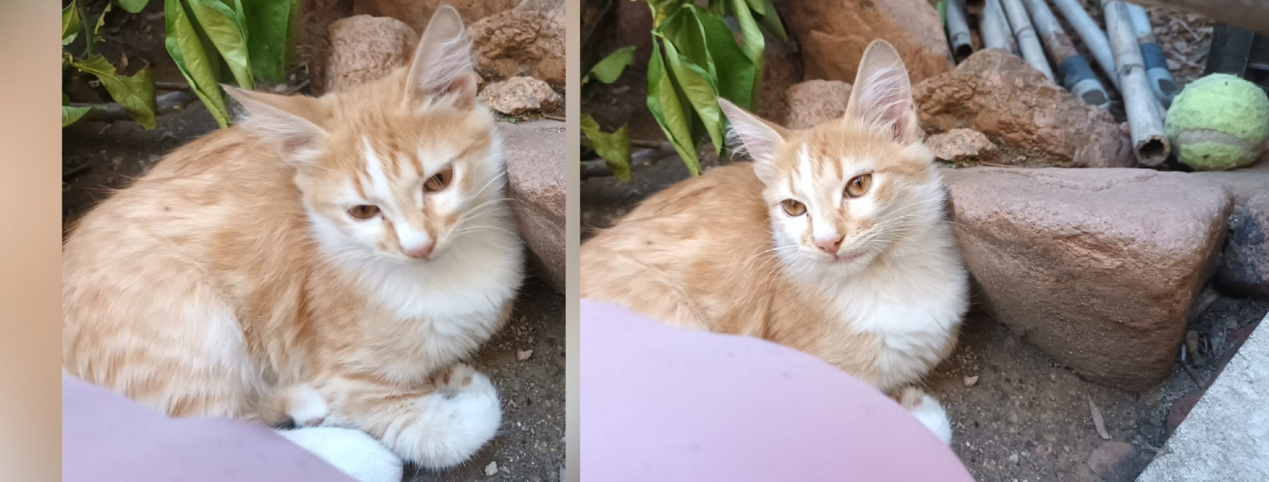 Mamma gatta investita a Cagliari, adottiamo uno dei micini orfani: sono uno più bello dell’altro