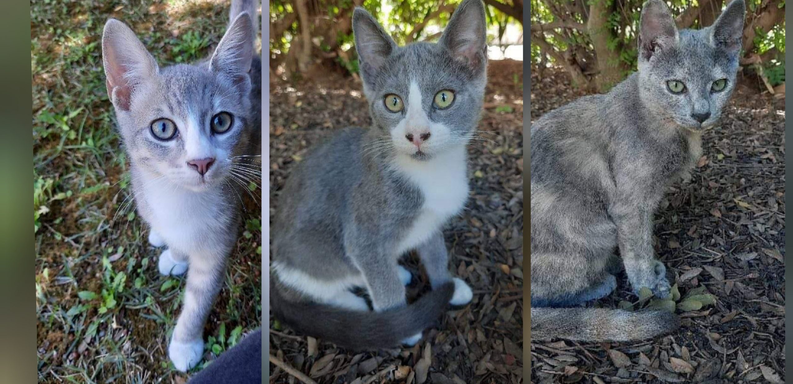 Tre gattini in pericolo a Cagliari: “Non sono benvoluti, per favore salviamoli”