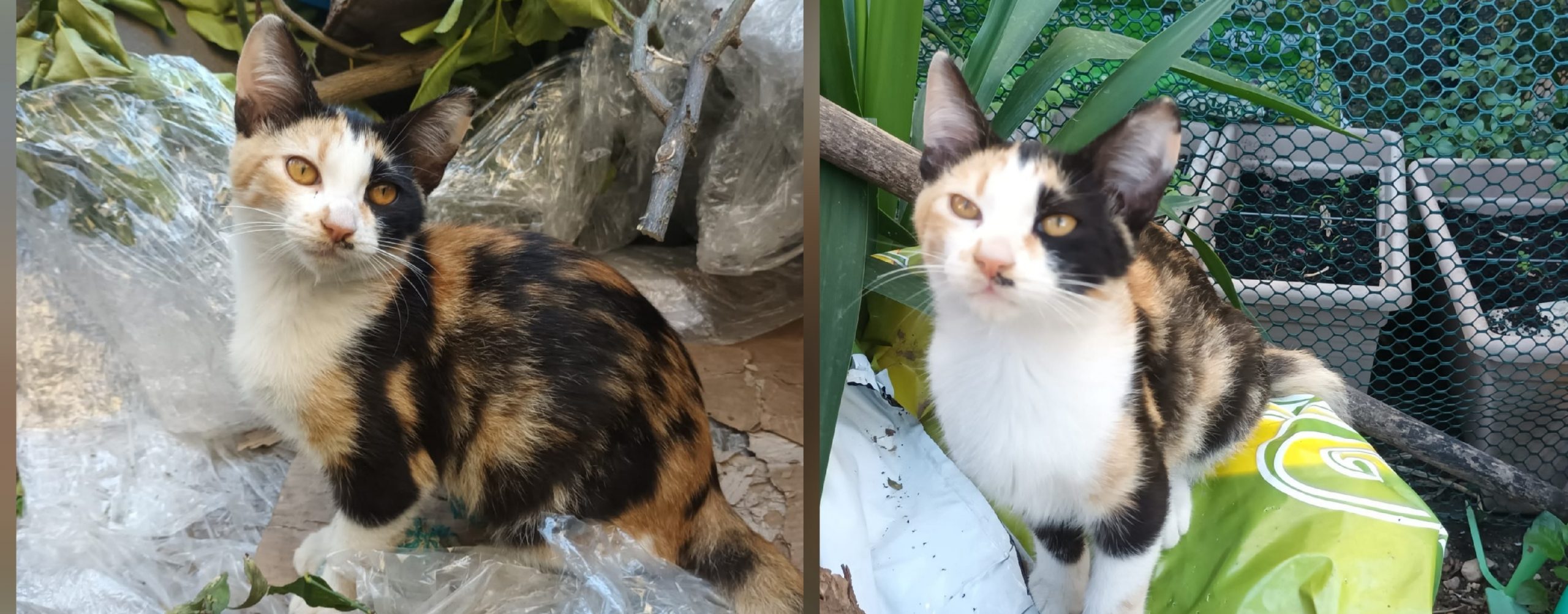 Sei micini orfani cercano casa e tanto affetto, appello per una vera adozione del cuore