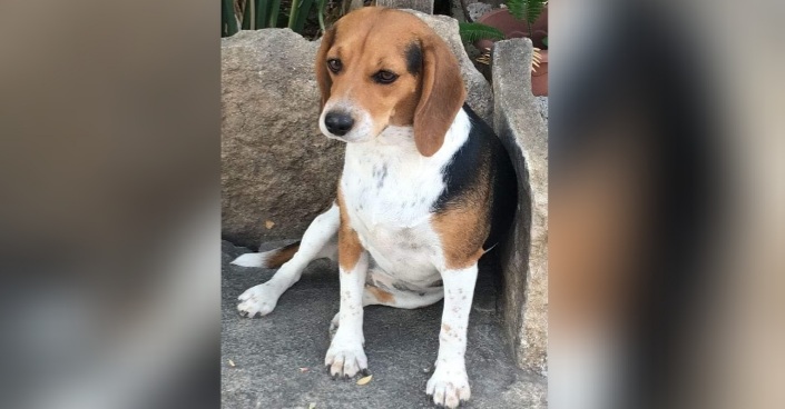 Sos a Radio Zampetta Sarda per Penny, scomparsa a Flumini