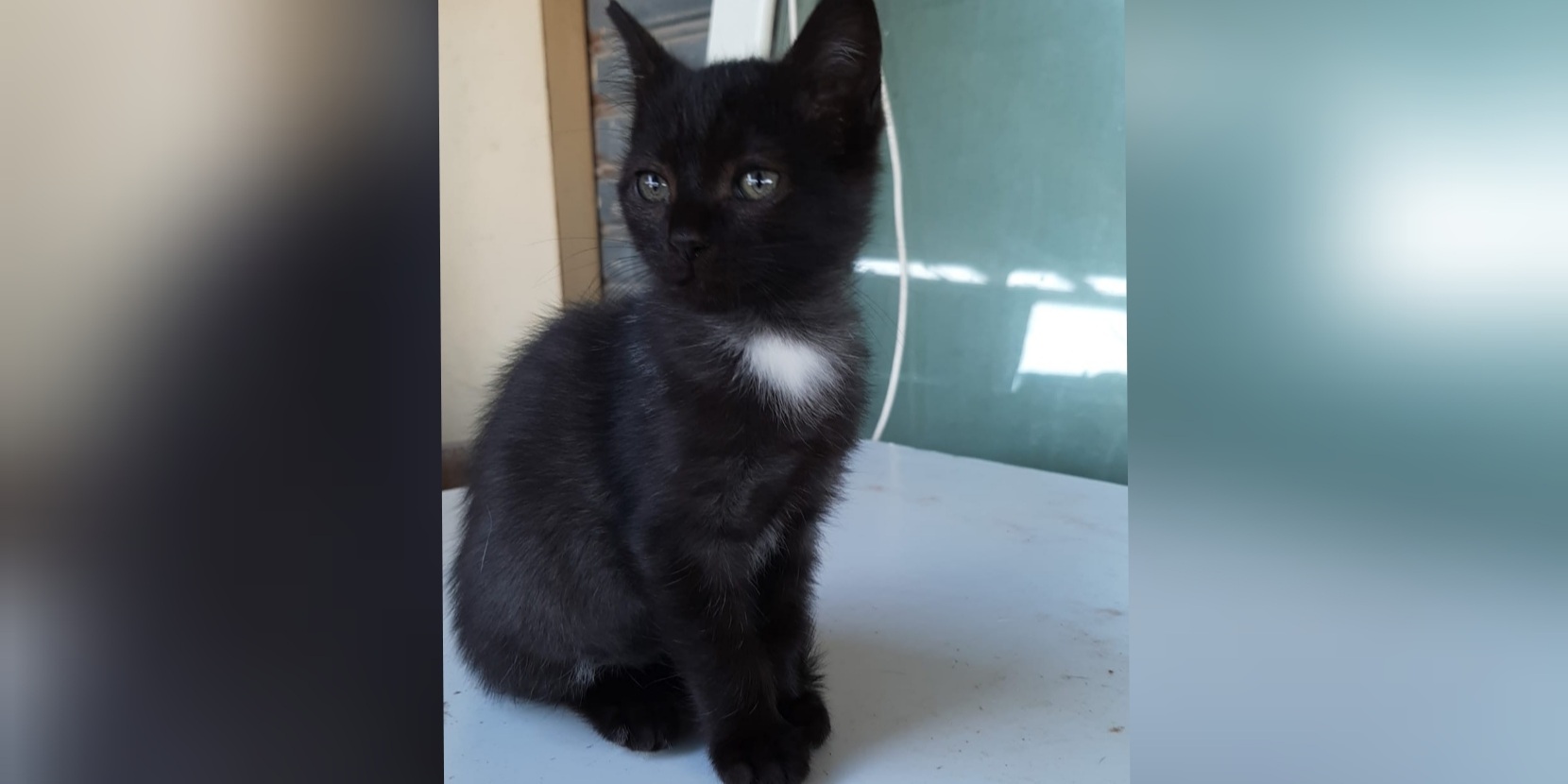 Adozione del cuore per 2 micini vittime di abbandono a Cagliari