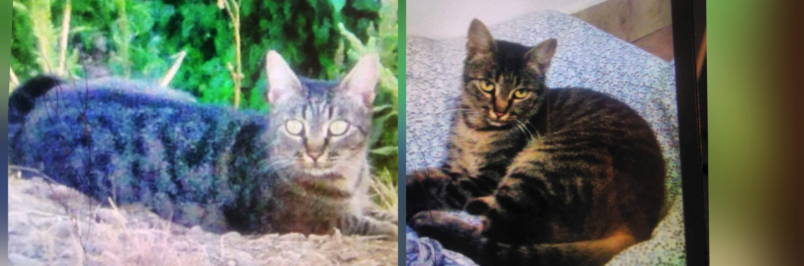 Scomparsa la gattina Nuvoletta a  Quartucciu, sos a Radio Zampetta sarda