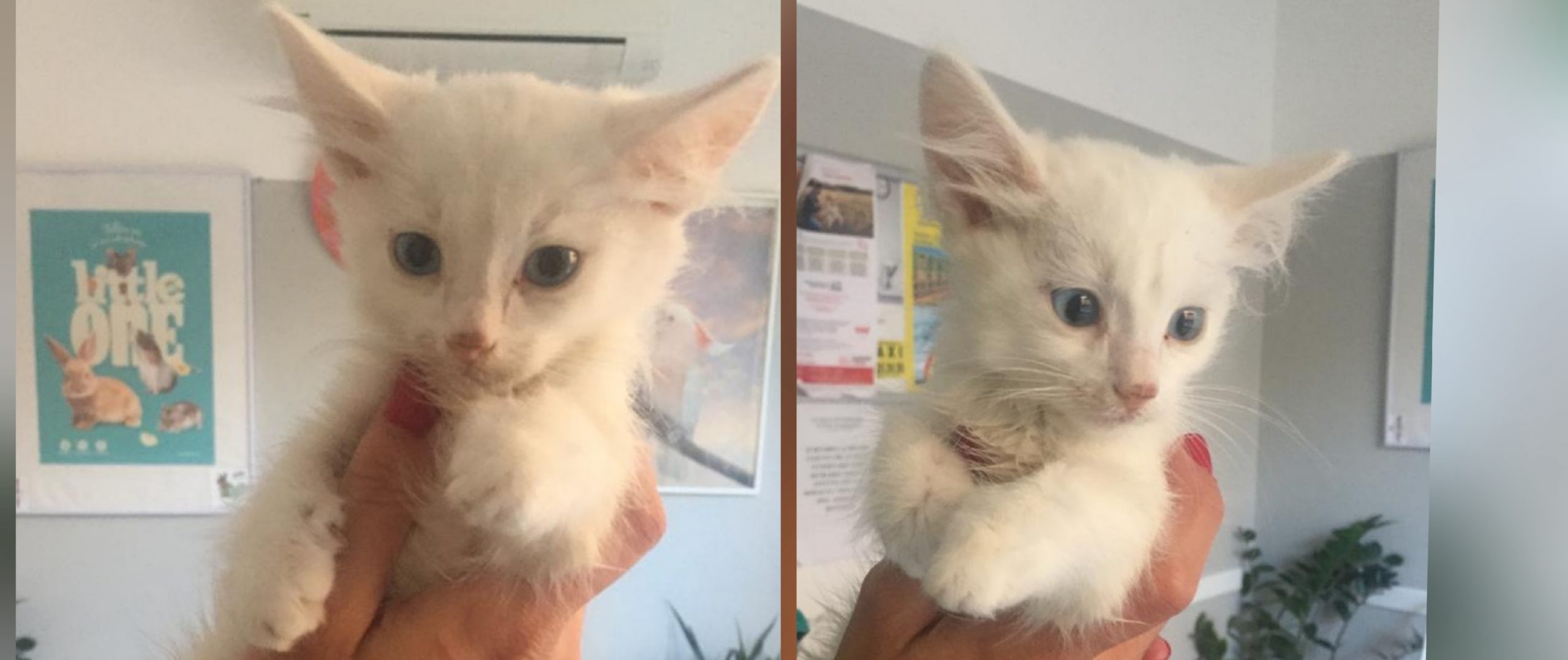 Sissi, la dolce micina in cerca di adozione: zampa amputata in seguito a un’infezione