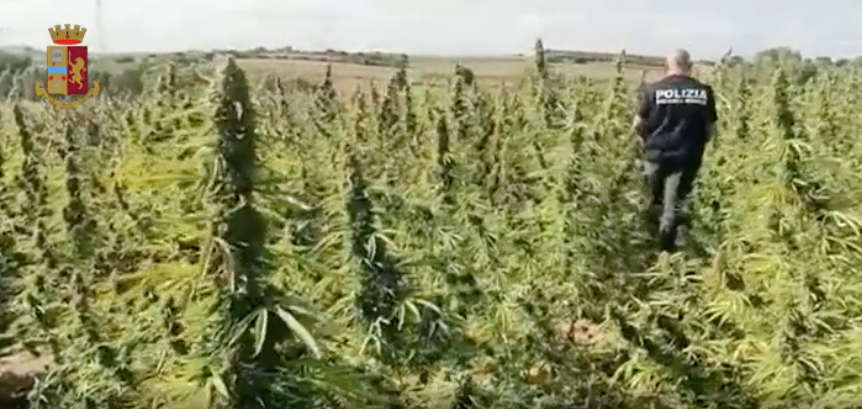 Sequestrata una piantagione di marijuana a Selargius: ci sono 2 indagati