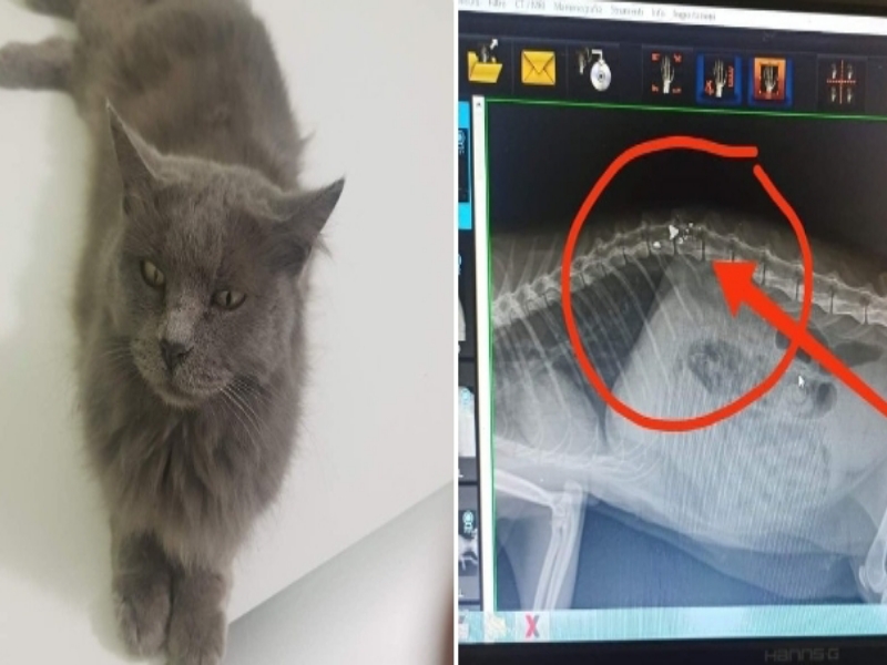 Gatto ferito con una fucilata, orrore ad Assemini: l’animale è vivo per miracolo