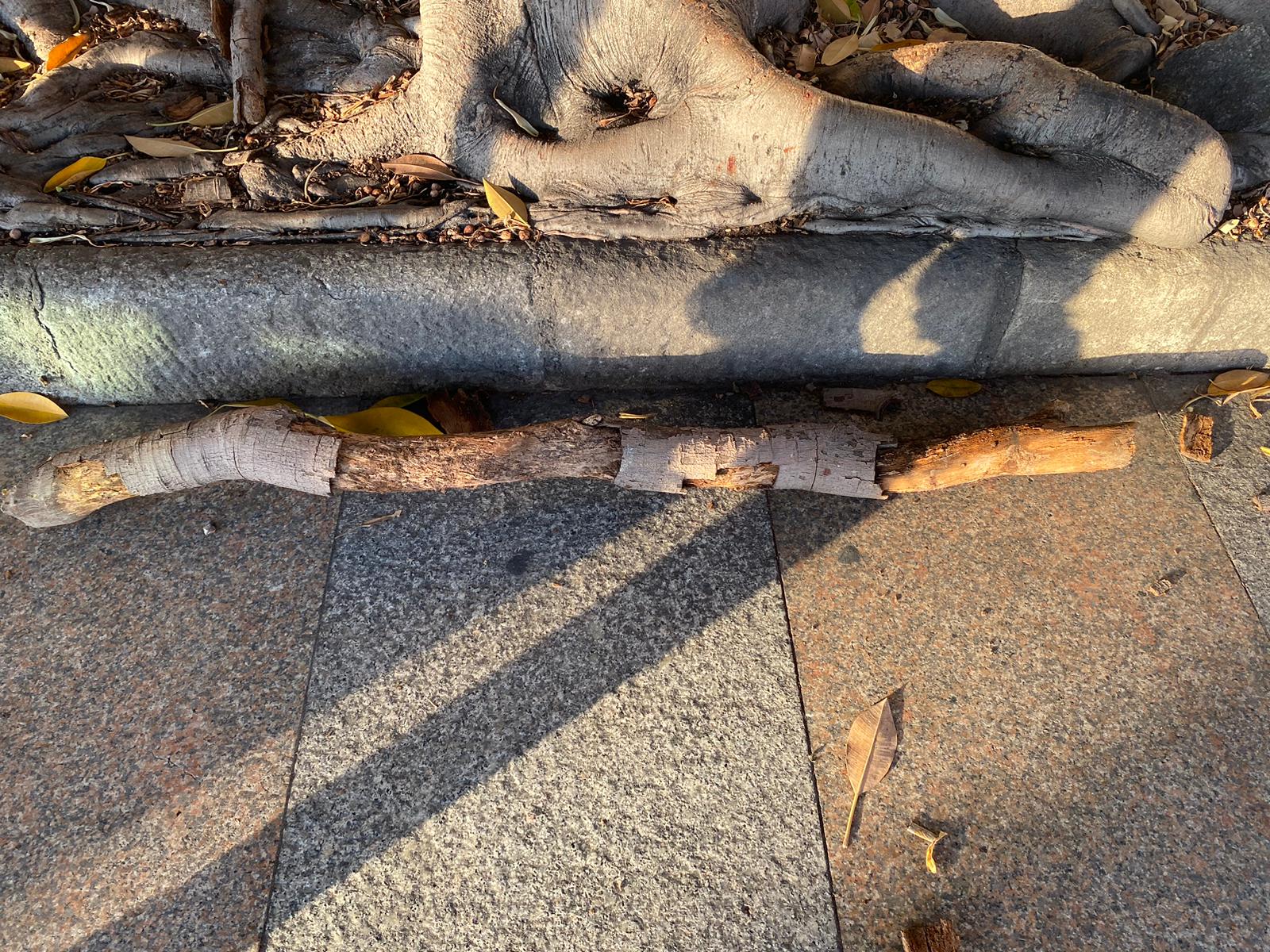 Cagliari, paura in via Roma: ramo si stacca da un ficus e ferisce una donna alla testa