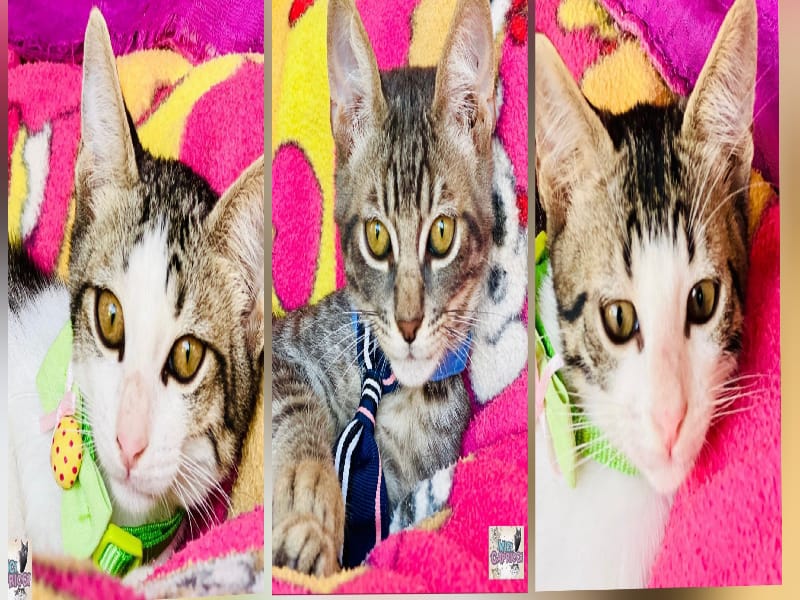 Da Quartu Sos per tre dolcissimi micetti, aiutateci a salvarli con un’adozione del cuore