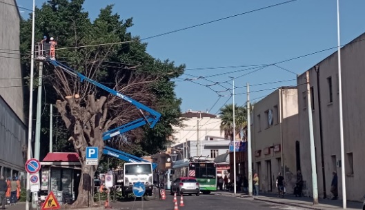 A Quartu scoppia la guerra sui ficus potati: “Uno scempio, hanno tagliato tutte le chiome”