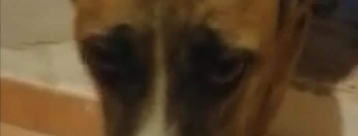 Sud Sardegna, il dramma di una cagnolina seviziata e presa a calci e sprangate: “Ora basta indifferenza”